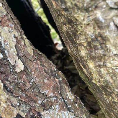 Tree care project image