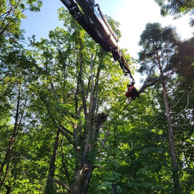 Tree care project image