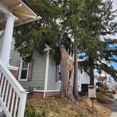 Emergency tree service operation site