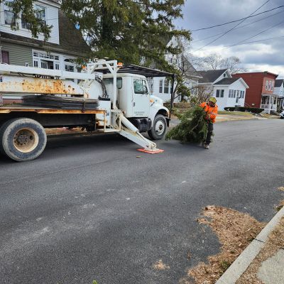 Emergency tree service operation site