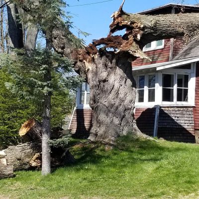 Emergency tree service operation site