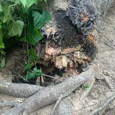 Emergency tree service operation site