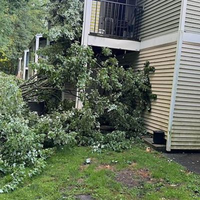 Emergency tree service operation site