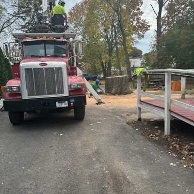 Emergency tree service operation site