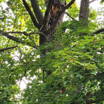 Tree care project image