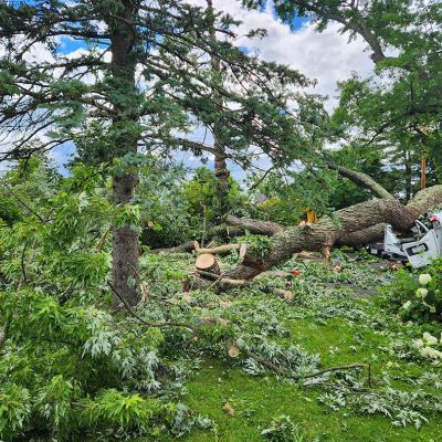 Emergency tree service operation site