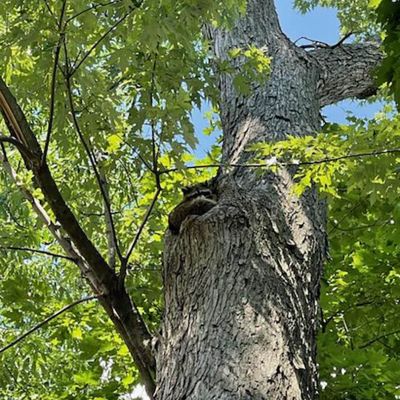 Tree care project image