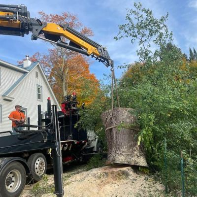 Tree care project image