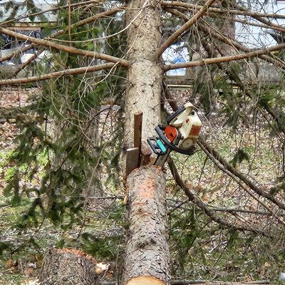 Incorrect tree service practice