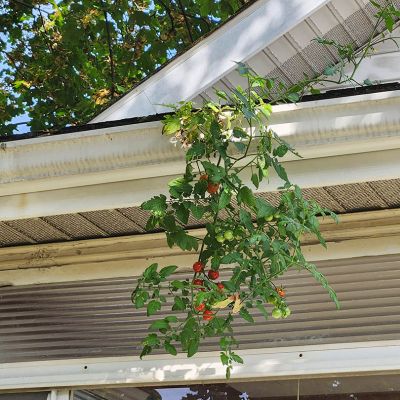 Tree care project image