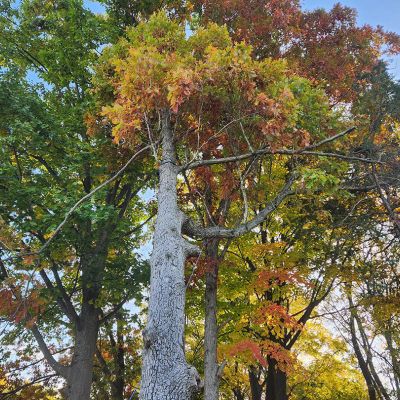 Tree care project image