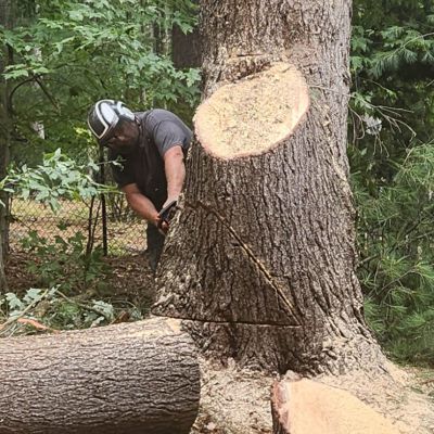 Tree care project image