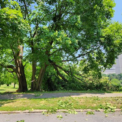 Emergency tree service operation site