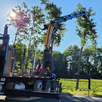 Tree care project image