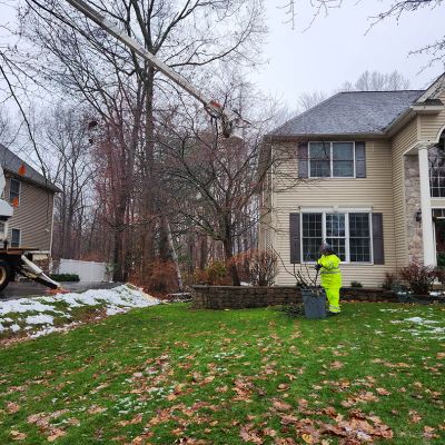 Emergency tree service operation site