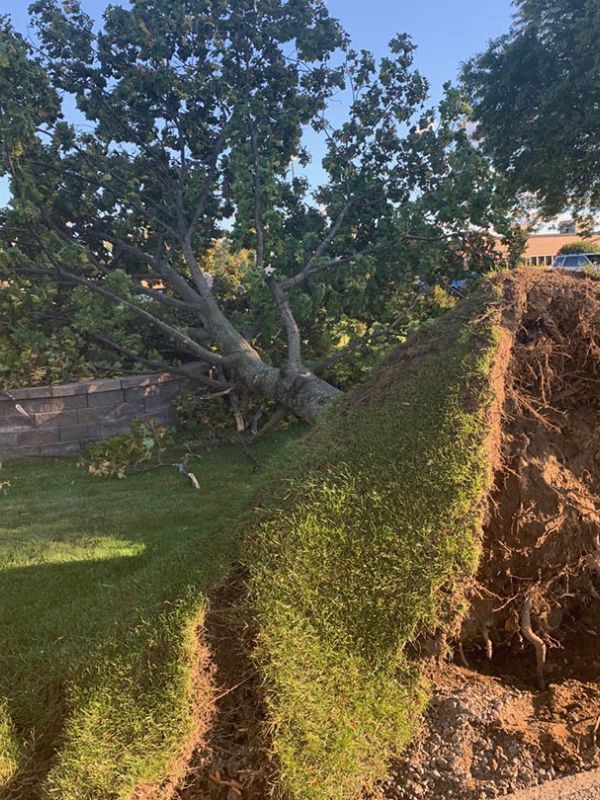 Tree cabling and bracing services