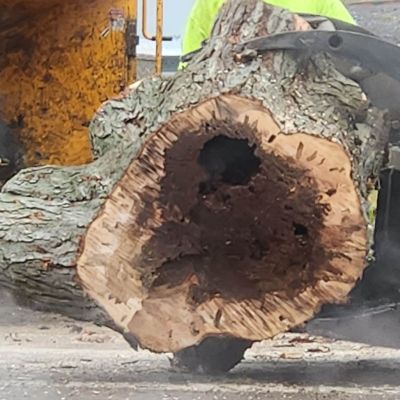 Tree care project image