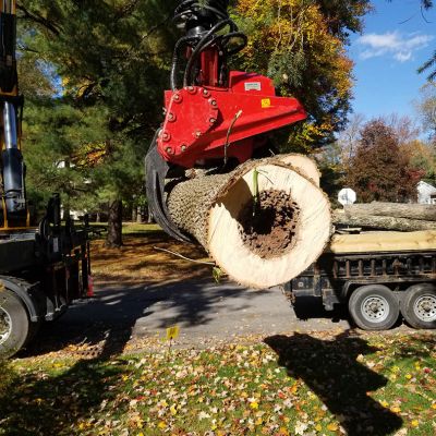 Tree care project image