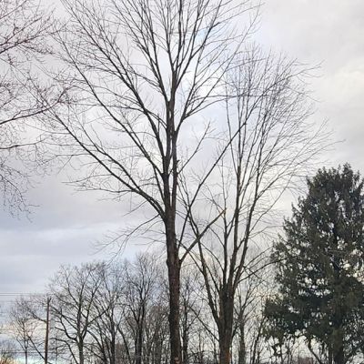 Emergency tree service operation site