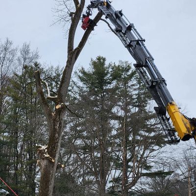 Tree care project image