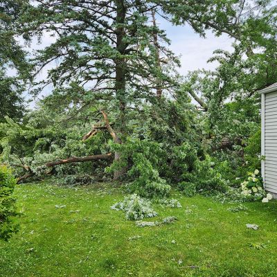 Emergency tree service operation site