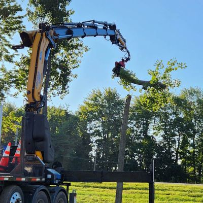 Tree care project image