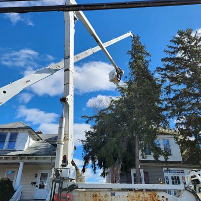 Emergency tree service operation site