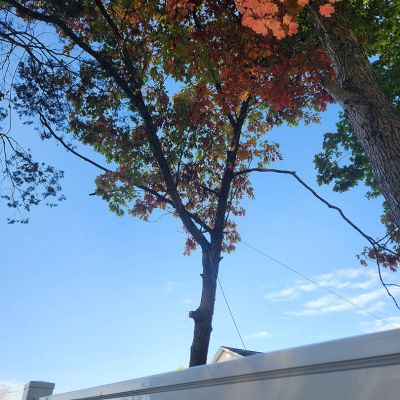 Tree care project image