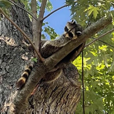 Emergency tree service operation site