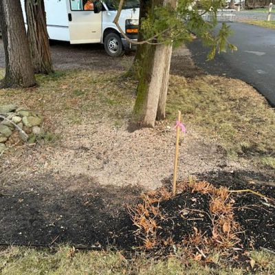 Tree care project image