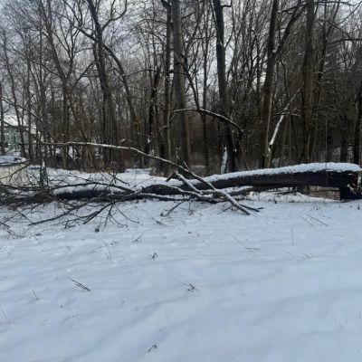 Emergency tree service operation site