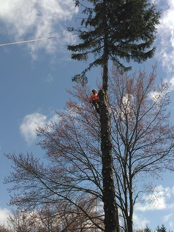 Tree removal and related services