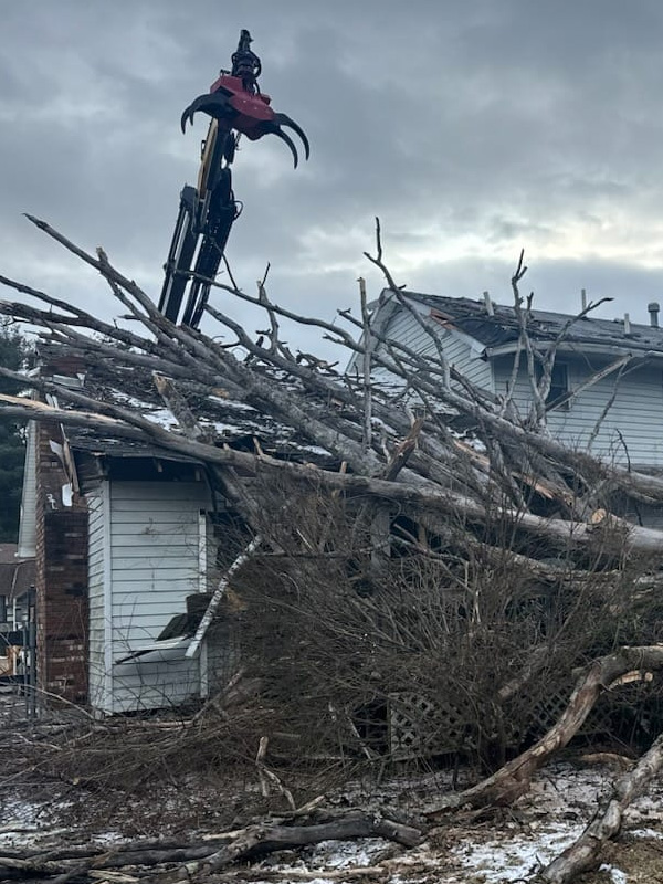 Tree removal and related services