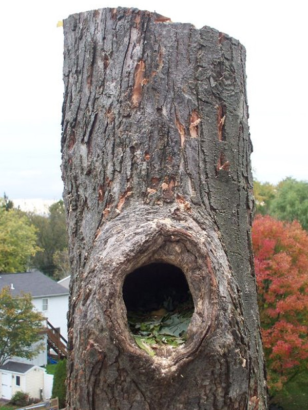 Tree removal and related services