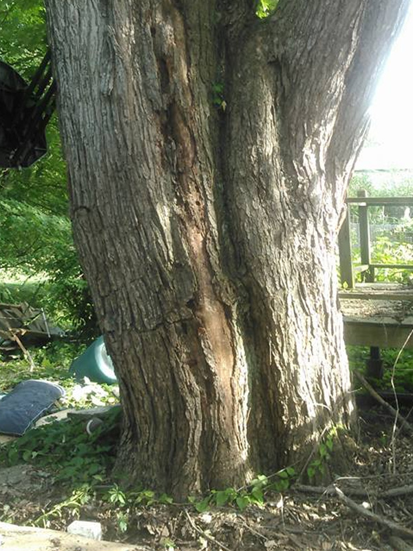 Tree removal and related services