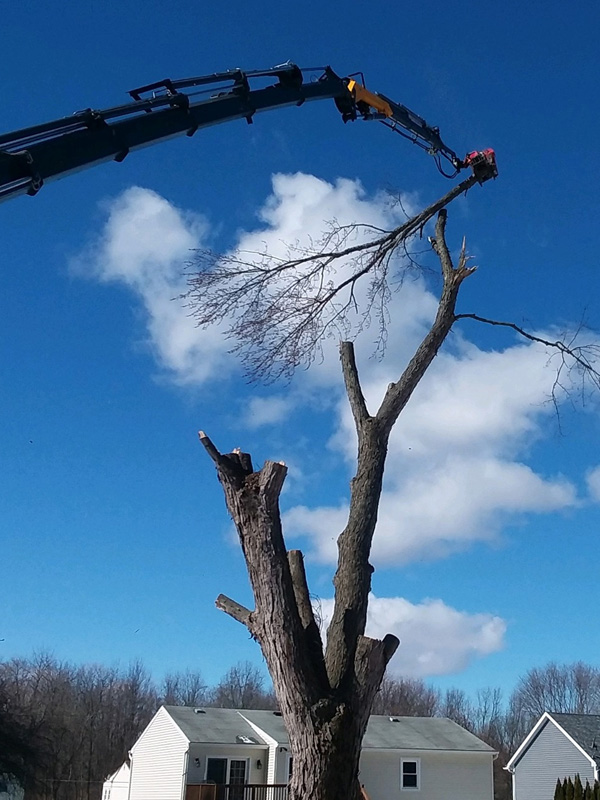 Tree removal and related services