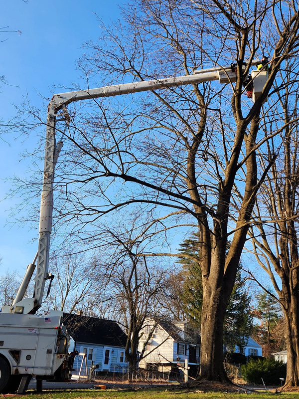 Tree removal and related services