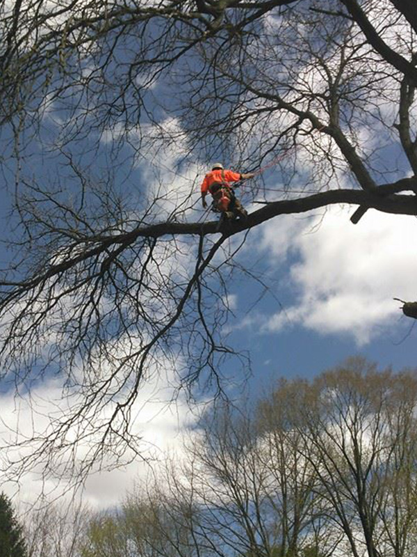 Tree removal and related services