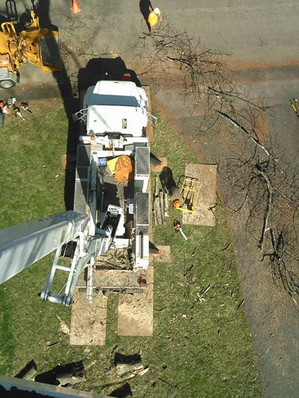 Tree removal and related services