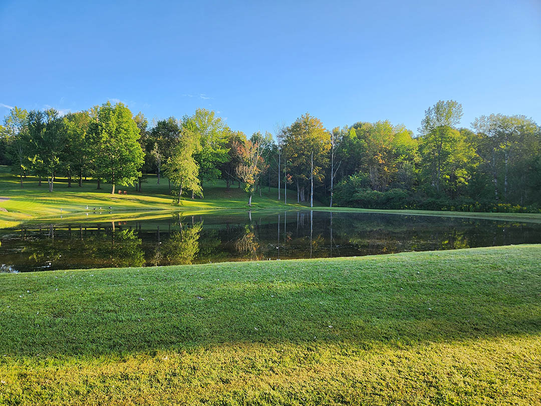 Trees in well taken care of landscape