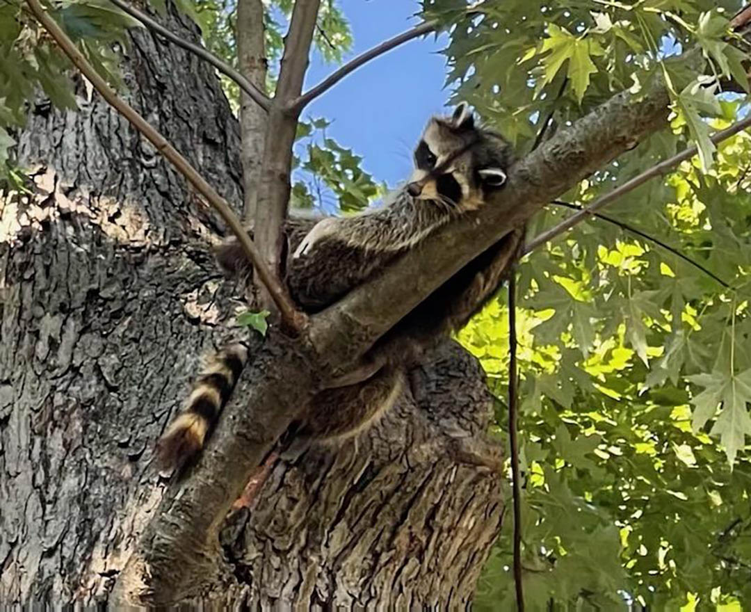 Raccoon on a tree branch
