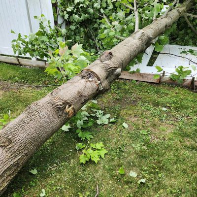 Emergency tree service operation site