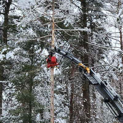 Tree care project image