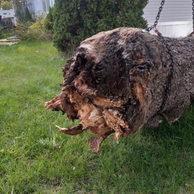 Tree care project image