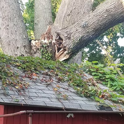 Emergency tree service operation site