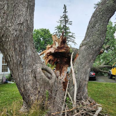 Emergency tree service operation site