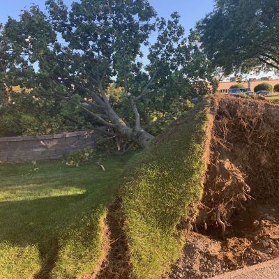 Emergency tree service operation site