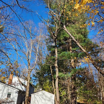 Emergency tree service operation site