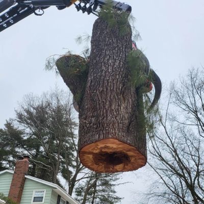 Tree care project image
