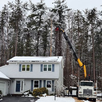 Tree care project image